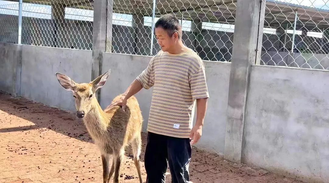 金蟾捕鱼上下分